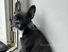 5 month old French bulldog puppy for sale
