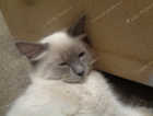 LOST CAT
