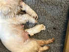 Female west highland white Terrier