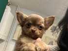 KC registered Long coat Chihuahuas *ready to leave