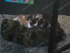 5 beautiful kittens will be ready 30th August
