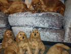 READY 19TH JAN Coccker Spaniel Puppies
