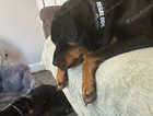 Rottweiler puppies