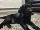 Beautiful Extensively Health Tested Black Labrador Puppy