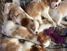Beautiful cavalier King Charles puppies for sale!
