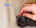 French bulldog pups one boy left price can be dropped