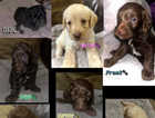 Gorgeous F1b labradoodles NO TIME WASTERS