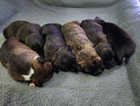 8 Staffordshire Bull Terrier Puppies Due