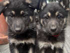 Ready to go:German Shepherd X long haired puppies