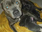** Blue Staffordshire Terriers **