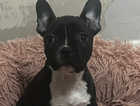 Frenchie X Staffy puppy **last pup, reduced price**