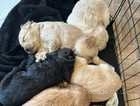 Cockapoo beautiful chunky puppies