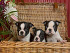 Quality kc reg Boston terriers for sale