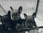 Kc registered French bulldog puppies