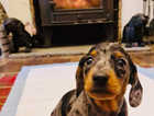 Kc registered miniatures dachshund ready next week