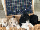 Cockapoo puppies ready to leave