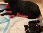 Black gun dog Labrador puppies for sale