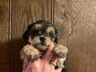 READY now Absolutely stunning , beautifulONE LEFT teacup Yorkipoo puppies