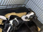 2 13 week old American bull dog cross staff puppies