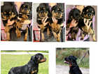 Kc Reg Rottweiler Puppies Impressive Bloodlines