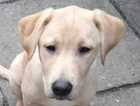 Labrador pups £250