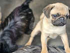 PUG PUPPIES KC REGISTERED DNA tested Clear fully vaccinated