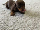 1 female miniature dachshund short hair puppies. READY TO LEAVE NOW.