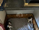3 beagle puppies