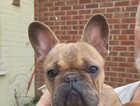 Male French bulldog. 9 1/2 months old