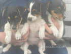 Traditional jack russel puppies