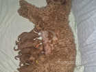 Beautiful Red Mini Poodles For Sale!