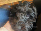 Cockapoo Puppy Black Female 7 months old for Sale