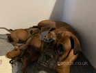 Four gorgeous kc registered boxer puppies