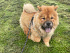 READY NOW BEAUTIFUL FULL KC CHOW CHOW PUPPIES!!