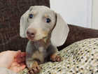 Miniature dachshund isabella  girl 4 months