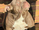 Micro exotic American Bully Extreme