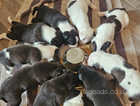 Blue/White/Brown/Brindle Staffy Puppies