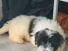 Whoodle puppies *very rare* 2 girls