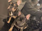 Lovely frenchie for sale