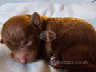 Stunning kc registered deep red miniature poodle girl puppies