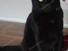 Missing black cat