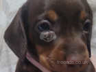 Dark choclate minature dachshund puppy female