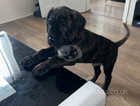 Chunky champion bloodline Cane Corso pups for sale