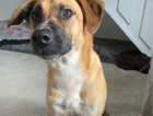 Marnie - 1 year old Female needs busy loving home