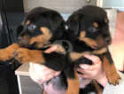 Ready to leave Rottweiler puppies