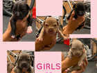 9 puppy's for sale