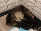 9 Gsd Champion blood line puppys for sale