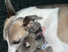 Beautiful KC Whippet Puppies Born on Mothers Day!