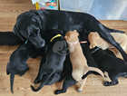 Kc registered family Labrador puppies ready 12th May 2024