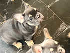 **REDUCED** KC Registered Stunning French Bulldog Puppies